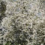 Blooming Cherry Tree Background Image