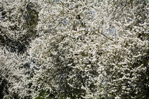 Image de fond de cerisier en fleurs