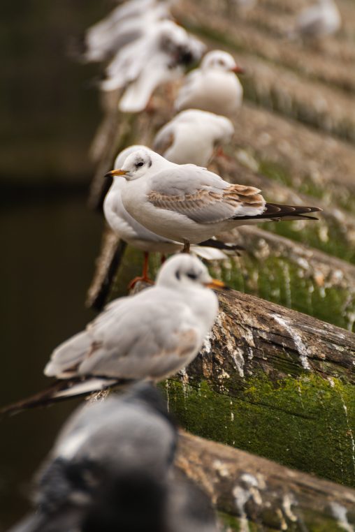City Seagulls di Praha