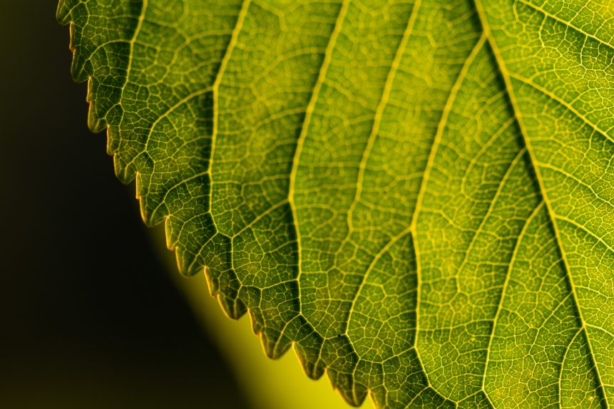 Close-up Leaf
