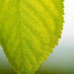 Green Leaf Green Leaf