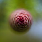 Young Red Pine Cone