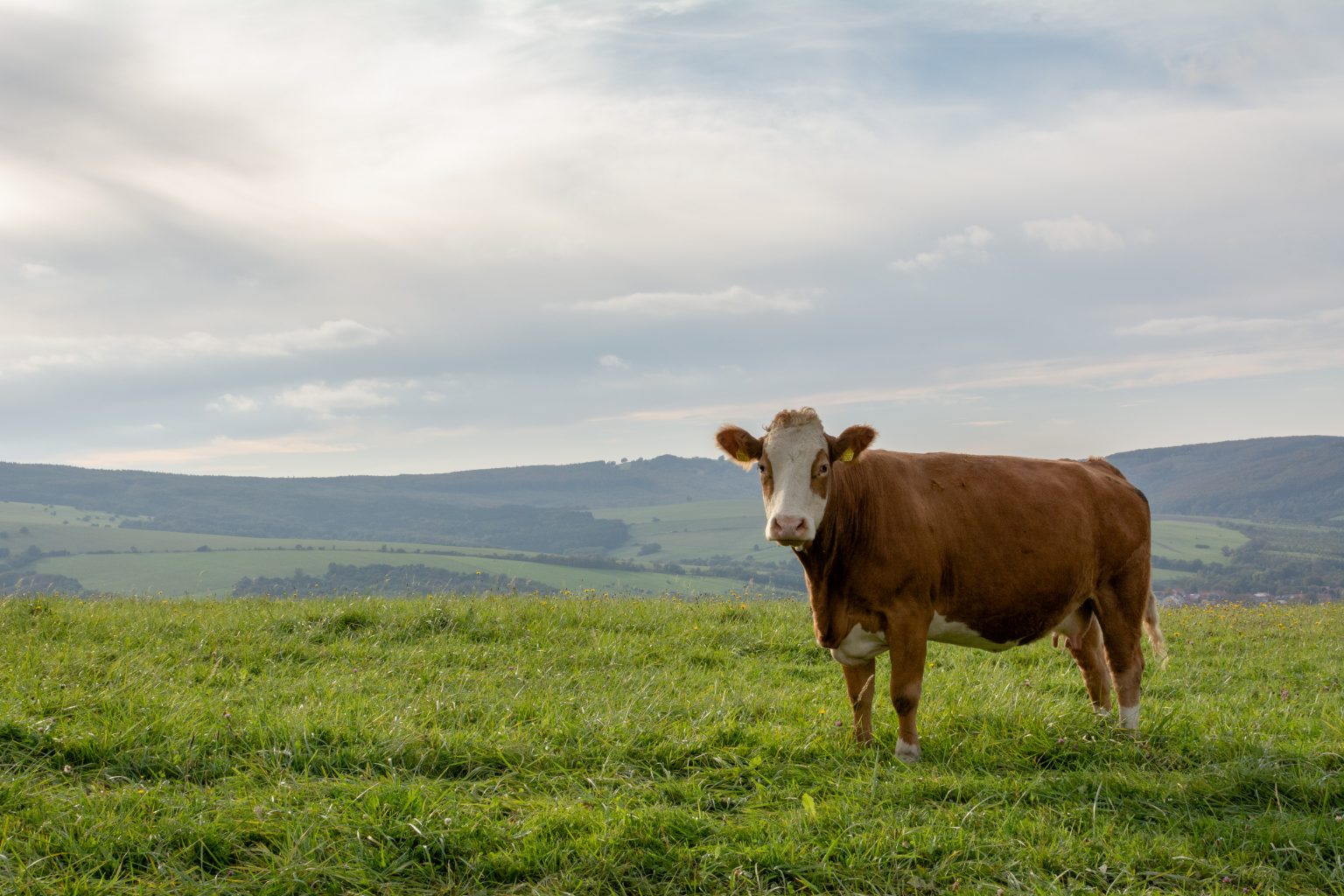 Cow in the Meadow | Copyright-free photo (by M. Vorel) | LibreShot