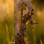A dry plant twisted into a strange shape