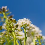 Vertical Flower Background
