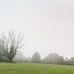 Tree in the Fog Tree in the fog