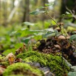 Mushroom in the forest