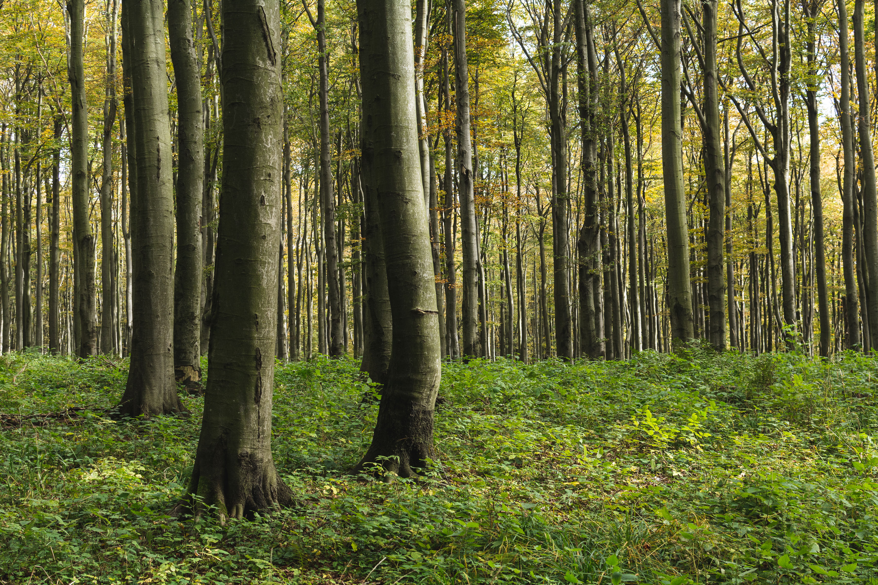 Trees In The Forest Free Stock Photo Libreshot