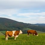 Cows on the meadow