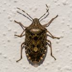 Heteroptera - True Bug