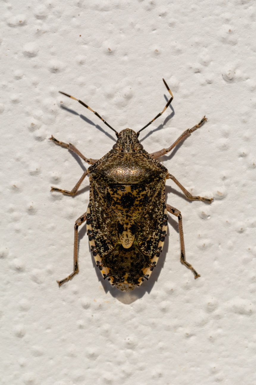 Heteroptera - True Bug