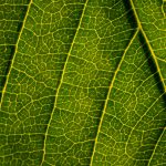 Green leaf texture