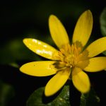 Yellow celandine flower