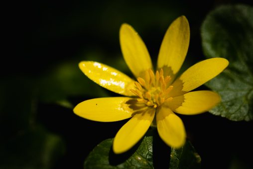 Gelbe Schöllkrautblume