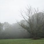 Tree in the Mist Tree in the mist