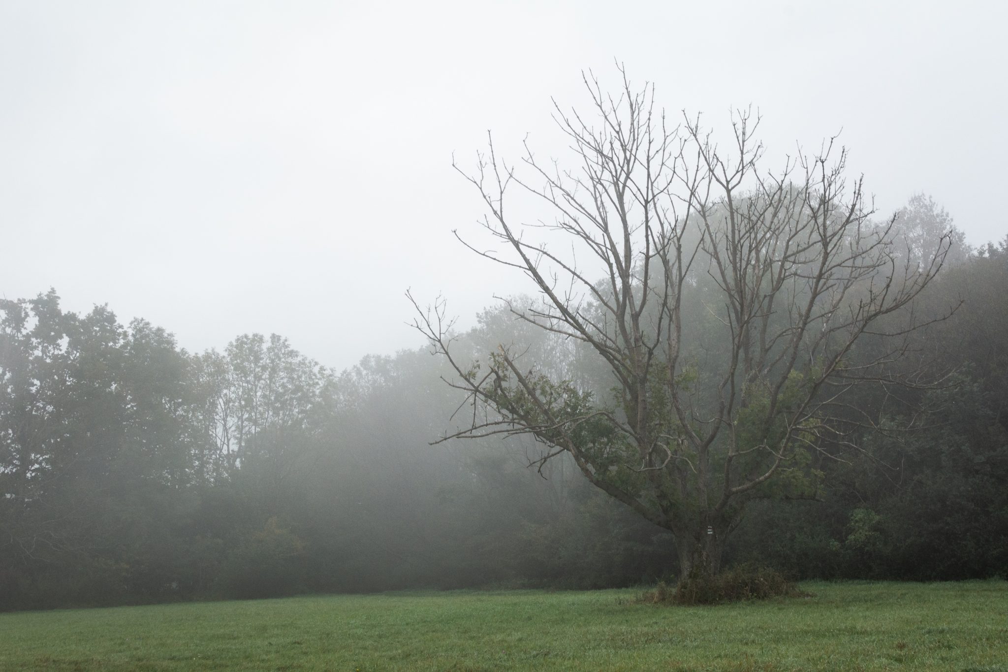 Tree In The Mist Copyright Free Photo By M Vorel Libreshot