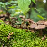 Mushrooms in the Moss