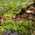 Magical Mushrooms