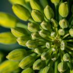 Green Oilseed Buds Close-up Green buds oilseed rape close-up