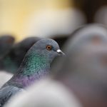 Domestic pigeon