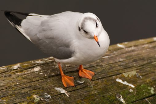 A Seagull with Orange Legs