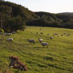 Sheep on a pasture