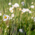 Daisies in the meadow close up