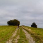 The path in the meadow