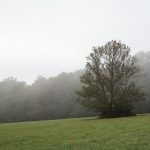 Tree in the Fog Tree in the Fog