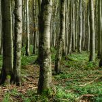 Trees in the forest.