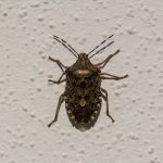 True Bug
