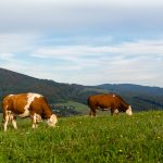 Two cows