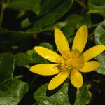 Yellow Flower
