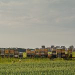 Bee hives in the city