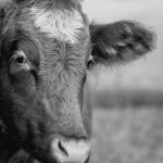 Black and white portrait of a cow