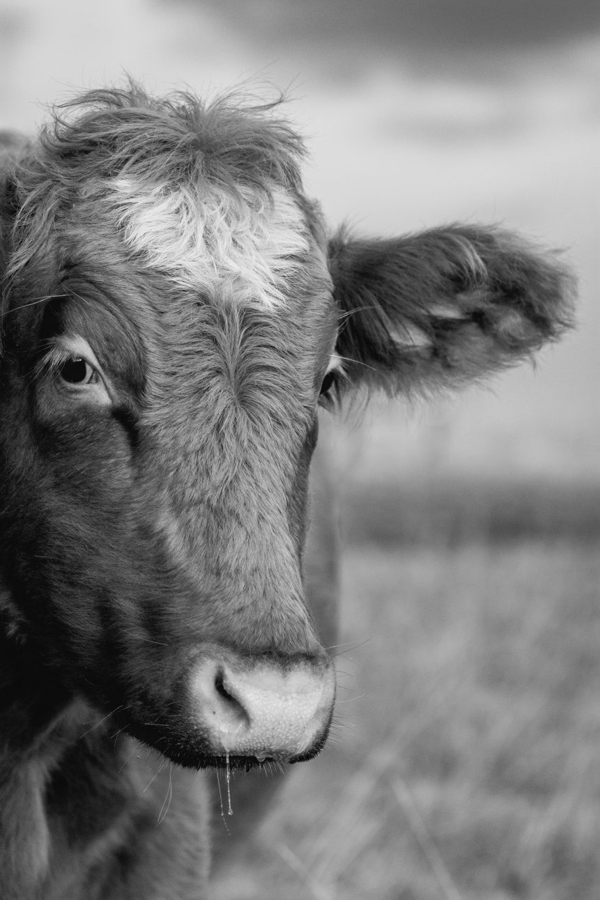 Black and white portrait of a cow