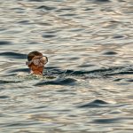 A Little Boy Diving in the Sea A little boy diving in the sea