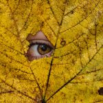 hide and seek