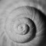 Snail Shell Snail Shell