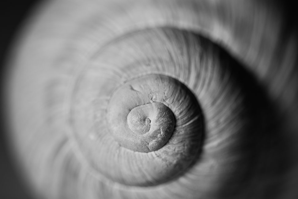 Snail Shell Copyrightfree photo (by M. Vorel) LibreShot