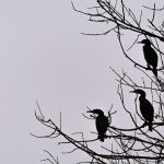 Silhouettes of 3 cormorants on a tree