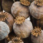 Dry Poppy Buds