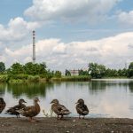 Ducks with a chimney in the background Ducks with a chimney in the background
