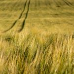 Grain Field - Free Stock photography