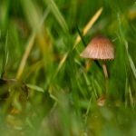Little Mushroom in the Grass Little mushroom in the grass