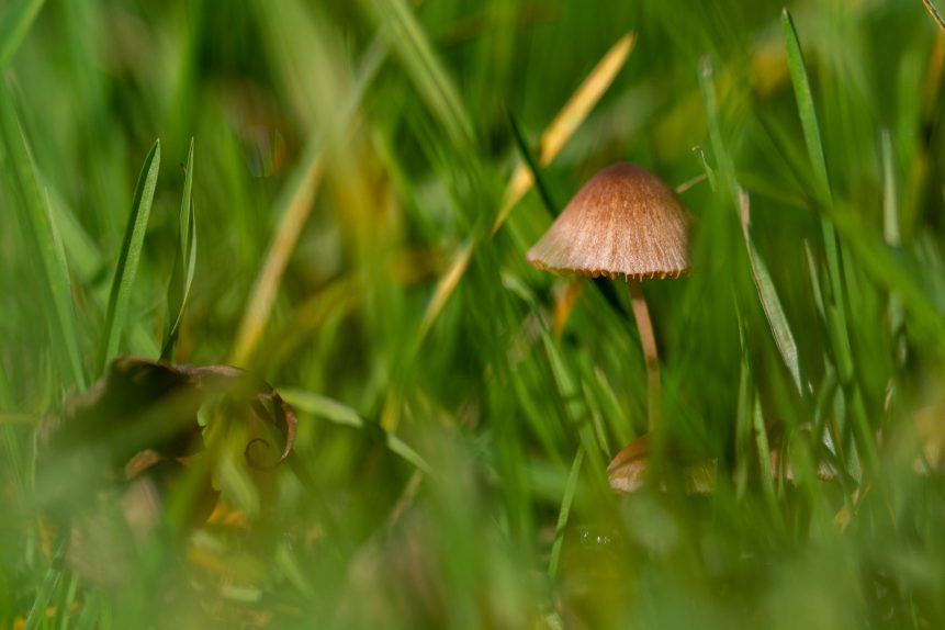 Little mushroom in the grass