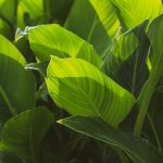 Green Leaves