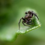 Black Spider