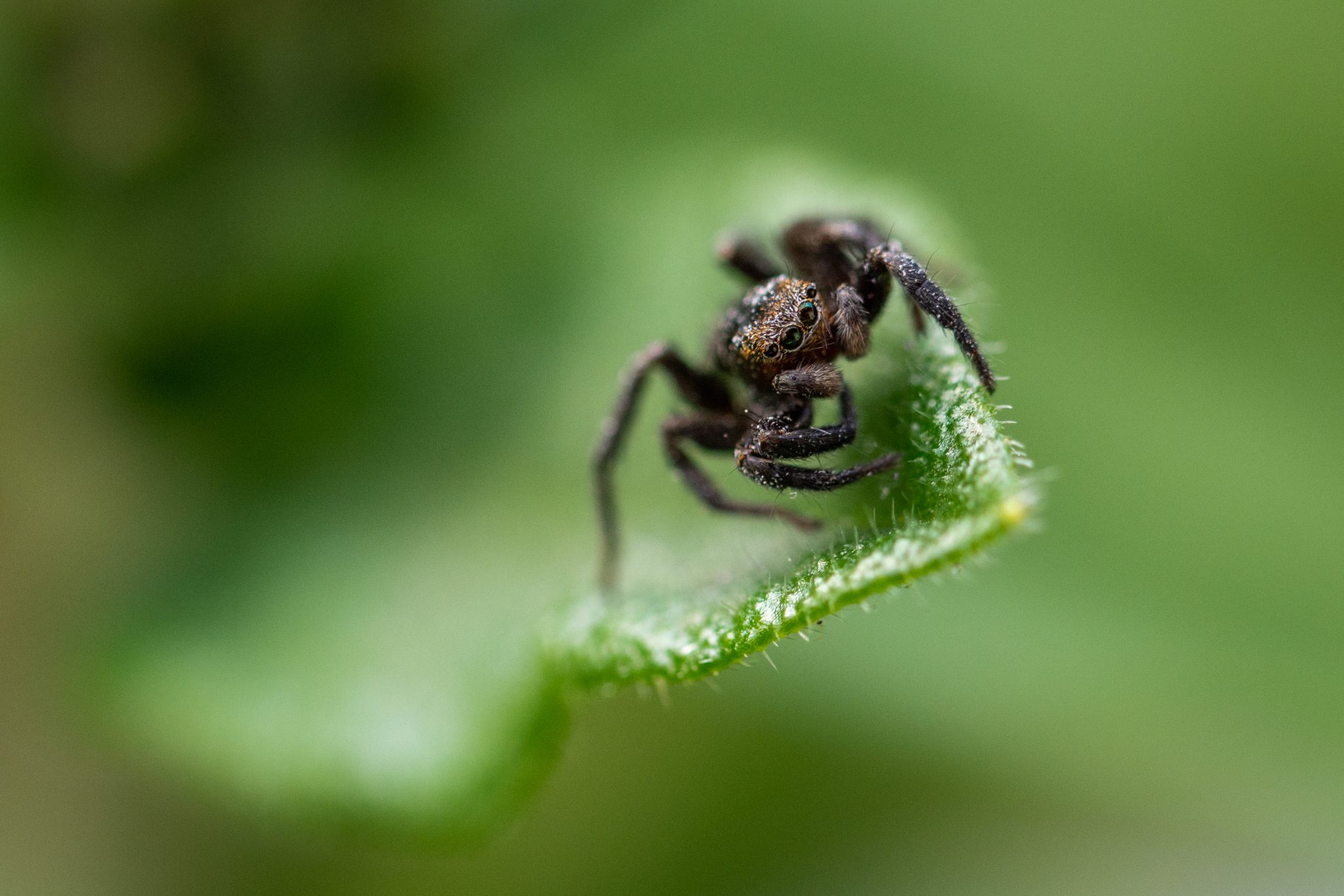 Spider Macro Photography | Copyright-free photo (by M. Vorel) | LibreShot